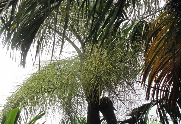 Les inflorescences du Dypsis madagascariensis.jpg