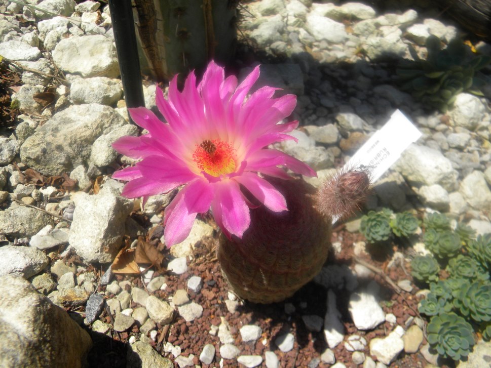 Echinocereus rigidissimus ssp. Rubispinus 01.JPG