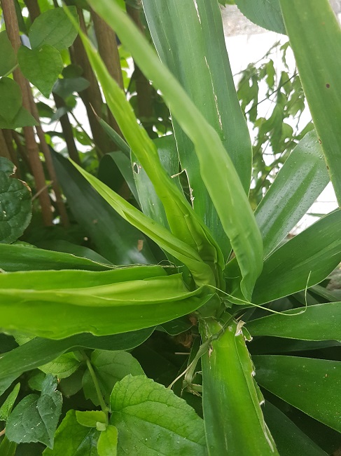 Yucca elephantipes zarbi (3).jpg