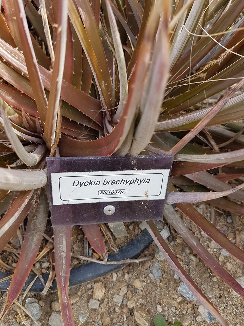 Dyckia brachyphylla (1).jpg