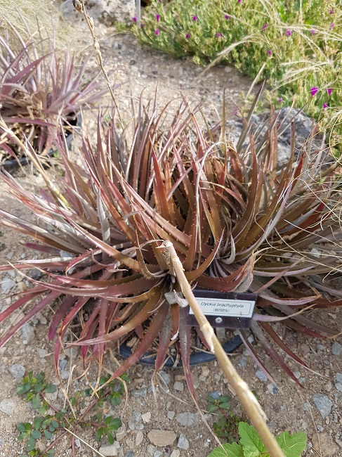 Dyckia brachyphylla (2).jpg