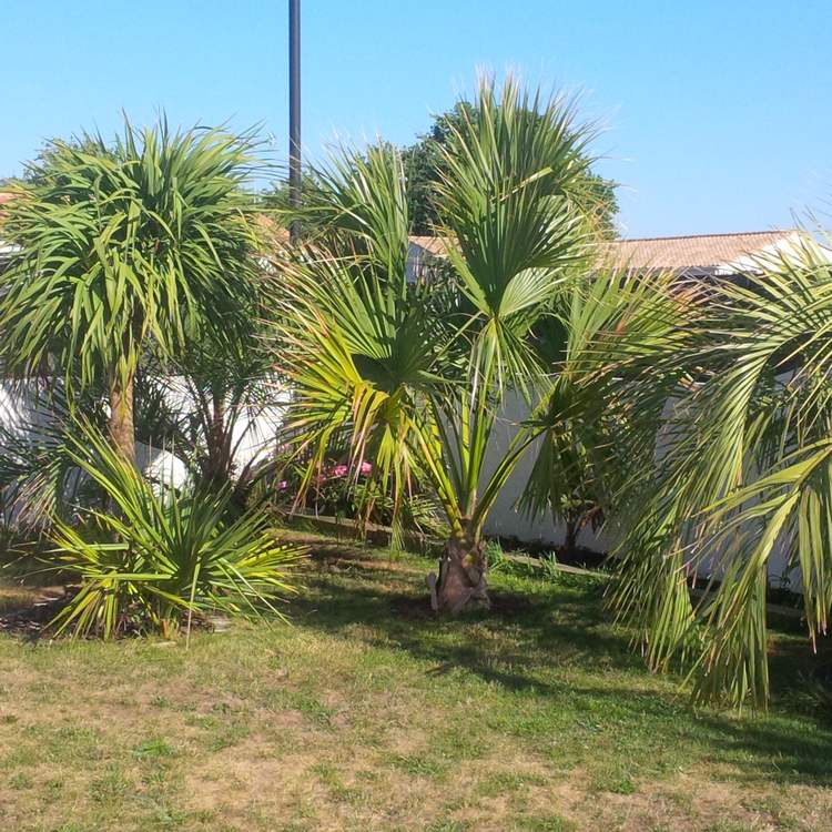 BUTIA ERIOSPATHA CORDYLINE PALMETTO.jpg