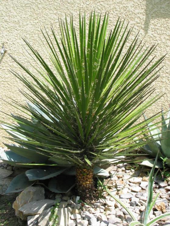 Yucca periculosa.jpg