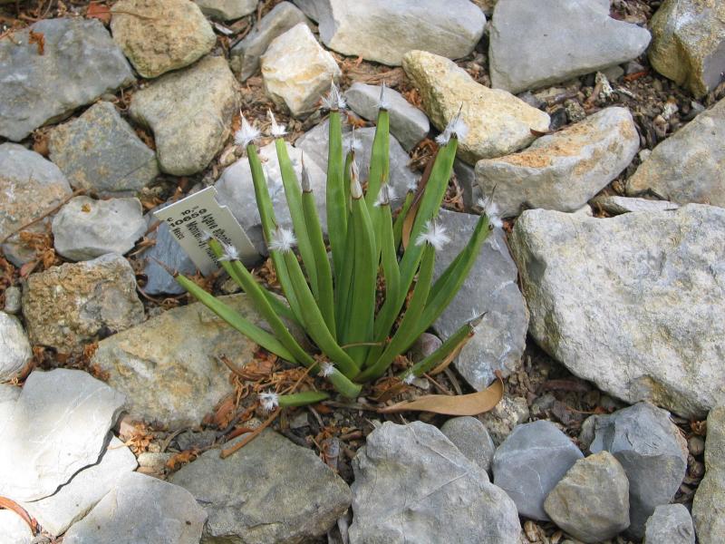 Agave albopilosa.jpg