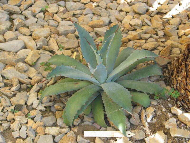 Agave potatorum.jpg