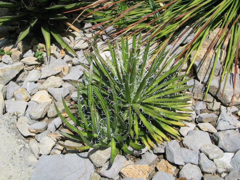 Agave x leopoldii.jpg