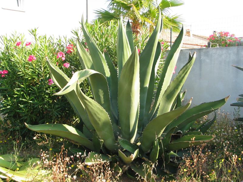 Agave salmiana.jpg