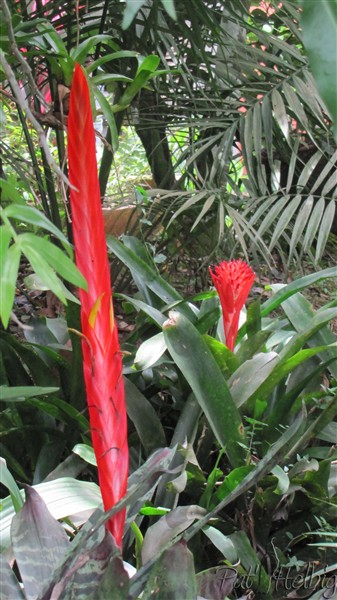 Différentes inflorescences pour attirer l'oeil!.jpg