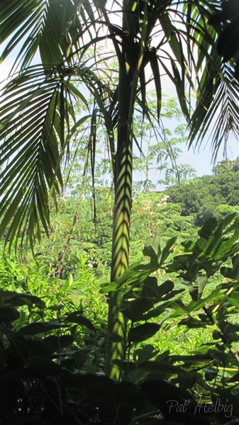 L'art palmique sur l'Actinorhytis calapparia.jpg