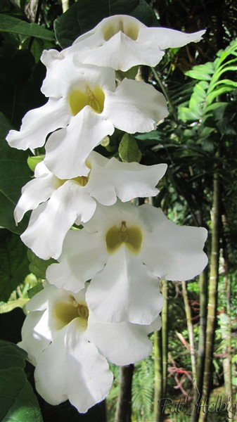 Une petite chute de Thunbergia erecta blanc.jpg