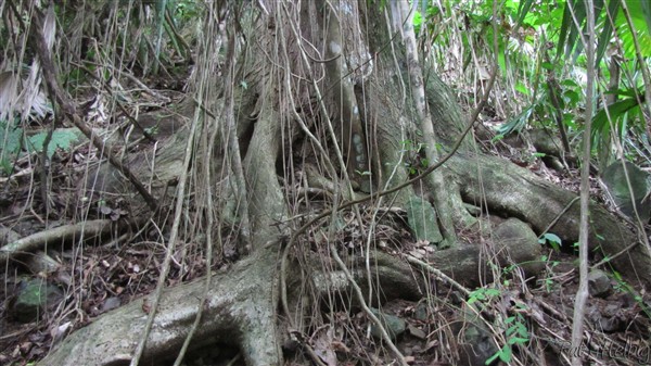 La base dun beau poirier (Tabebuia palida).Il était très utilisé en charpente et ébénisterie..jpg