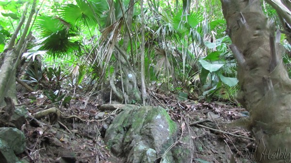 Le sous-bois escarpé avec de jeunes Coccothrinax barbadensis.jpg