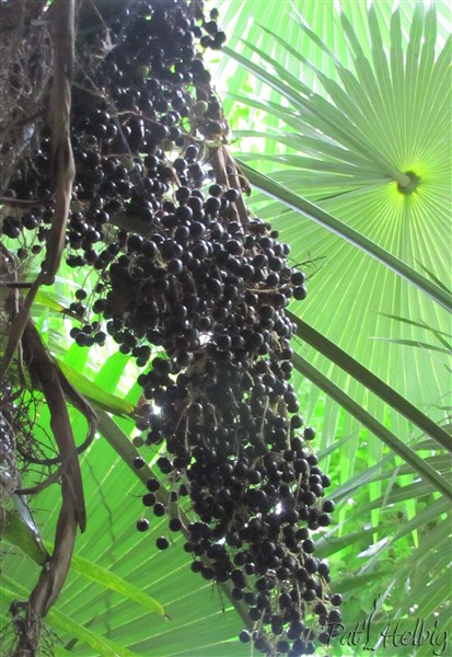 Une trés belle infrutescence de Coccothrinax barbadensis 2.jpg