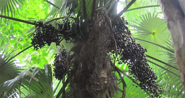 Une trés belle infrutescence de Coccothrinax barbadensis 1.jpg