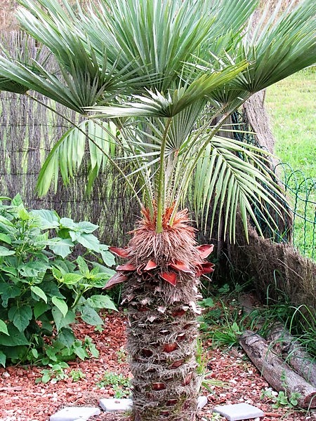 chamaerops humilis (Copier).JPG