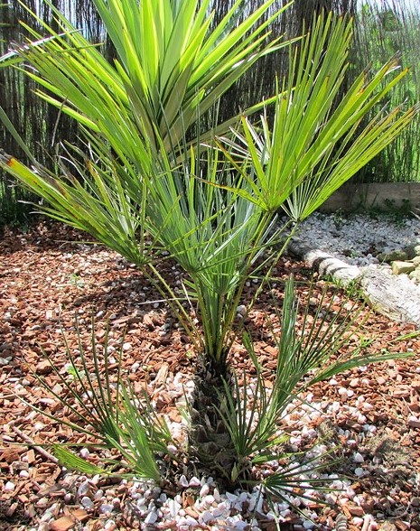 chamaerops humilis cerifera (argentea) (Copier).JPG