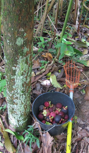 Les mangoustans sont originaires d'Asie du Sud-Est, Malaisie, Java, Bornéo, Sri Lanka, Thaïlande..jpg