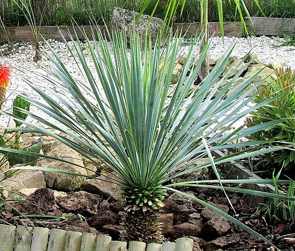 yucca rostrata blue swan (Copier).JPG