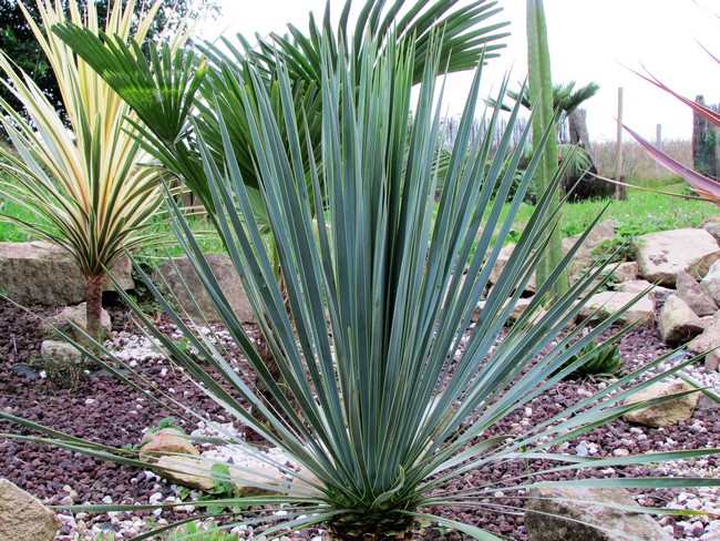 yucca rostrata (Copier).JPG