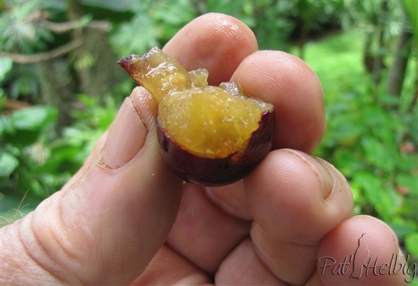 4 La pulpe a aussi l'aspect de celle des prunus..jpg