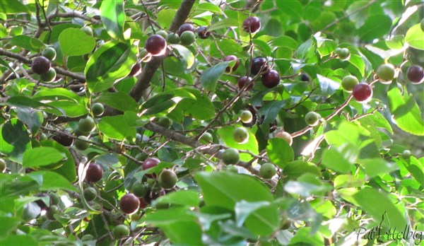 3  La merise-pays a un peu le goût de la prune des pays tempérés.jpg