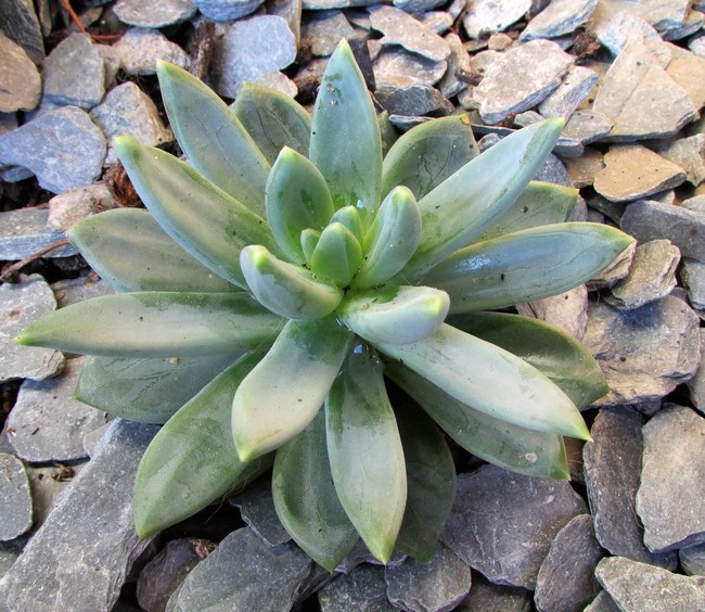 echeveria mexican giant (Copier).JPG