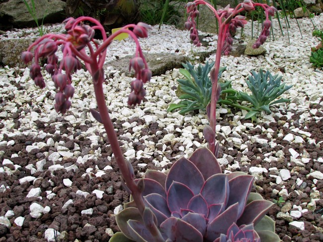 echeveria perl non nurnberg (Copier).JPG