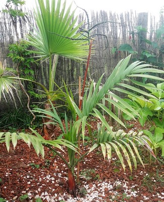 chamaedorea radicalis arborescent(Copier).jpg