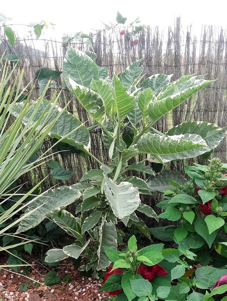 brugmansia versicolor panaché(Copier).jpg