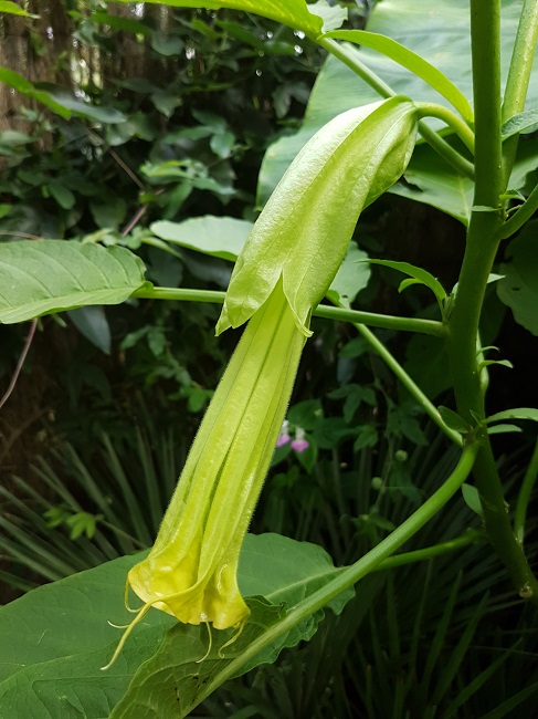 Brugmansia semis 27082017.jpg