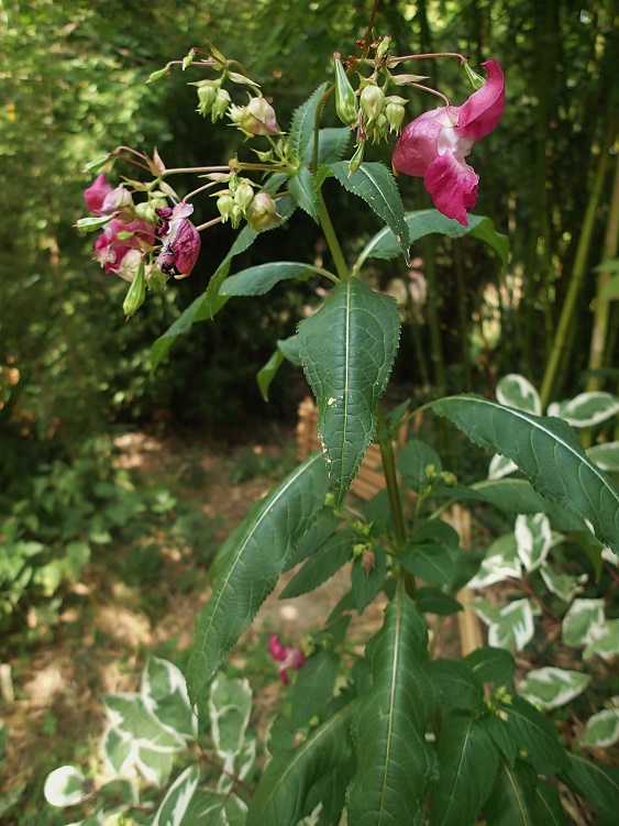 impatiens glandulifera.jpg