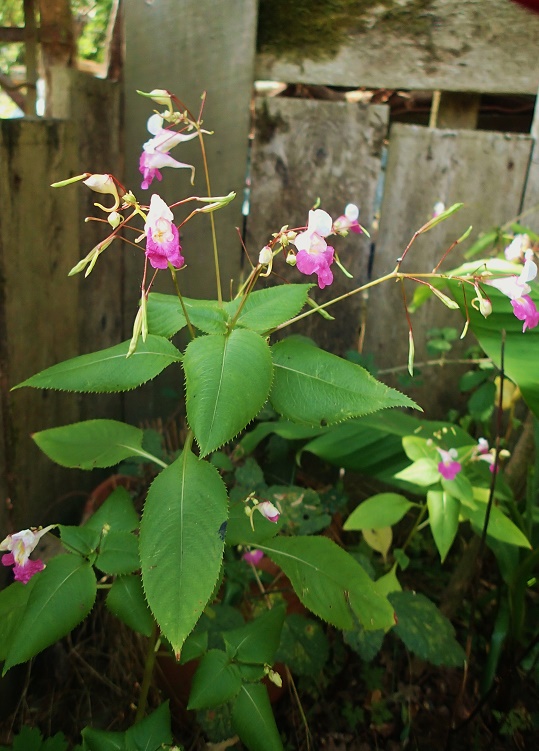 impatiens balfourii.jpg