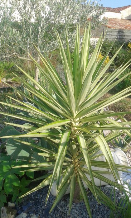 yucca jewel