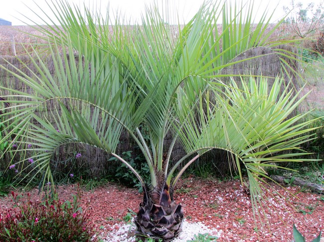 butia odorata (Copier).JPG