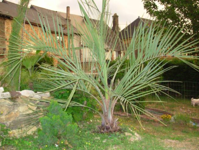 BUTIA CAPITATA.jpg