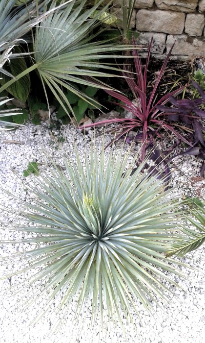 Yucca rostrata et cordyline sunrise