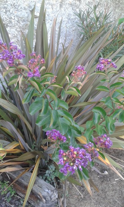 Longue floraison de lilas des indes cette année