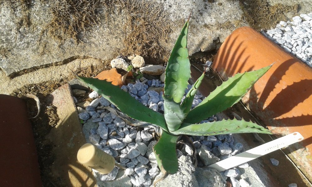 Agave mapisaga