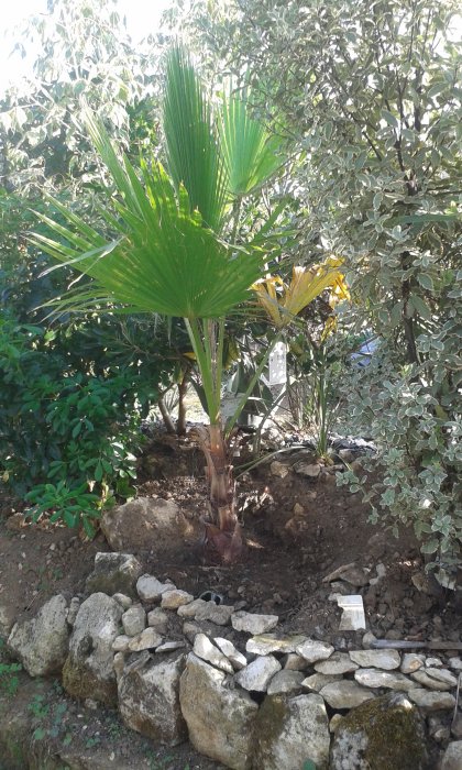 Nouvel arrivant washingtonia filibusta typé filiféra