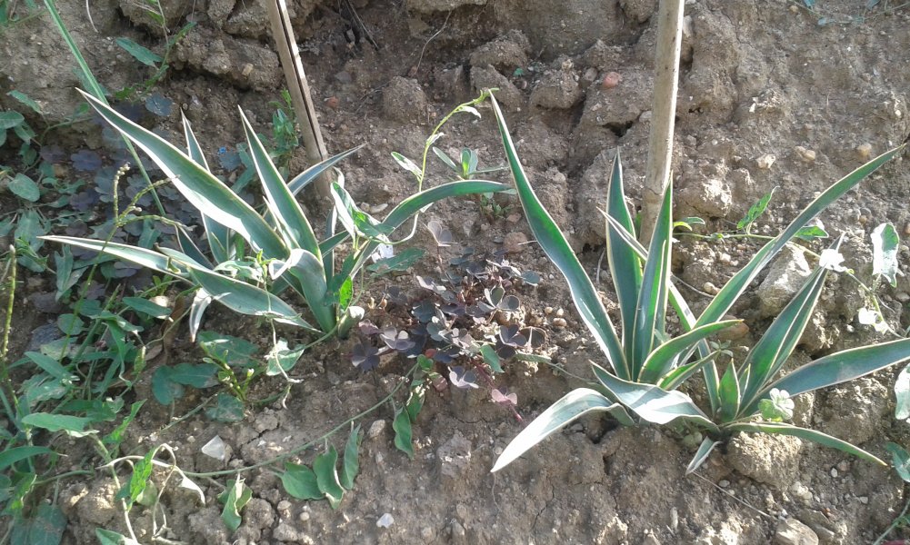 Yucca liseron varigata Bilbo