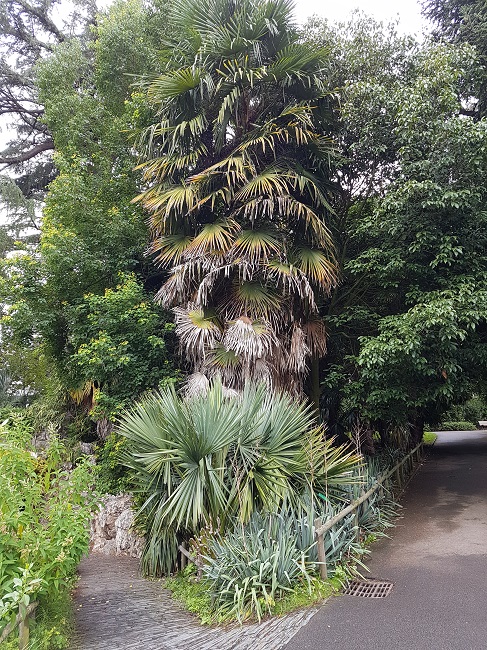 Jardn des Plantes Palmiers sept 2017 (5).jpg