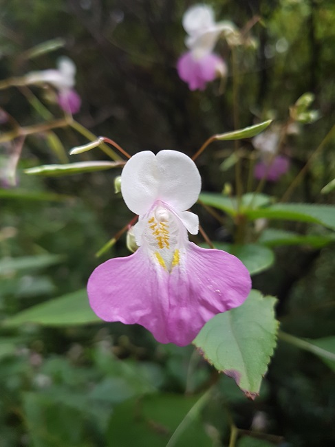 Impatiens balfouri chez moi 2017.jpg