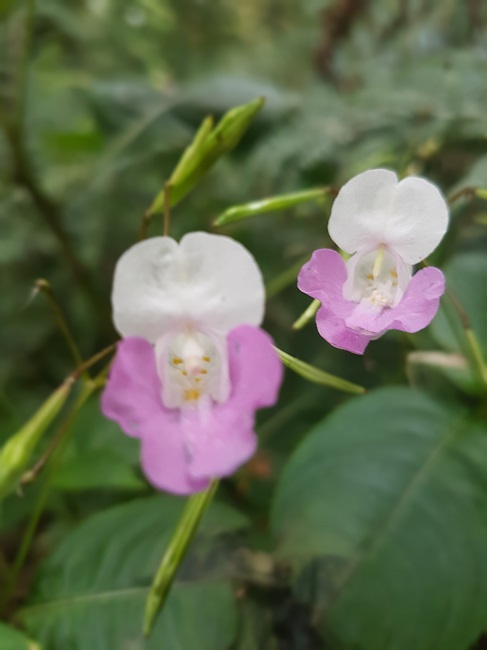 Impatiens balfouri Parc Gaudinière 2016 (3).jpg