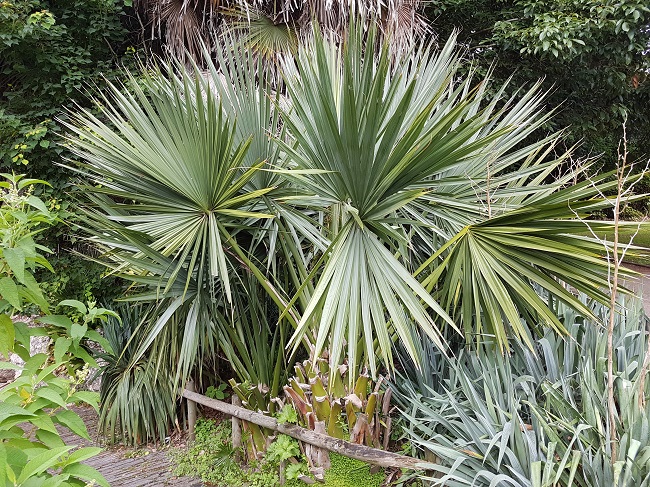 Jardin des Plantes Nantes Palmiers sept 2017 (6).jpg