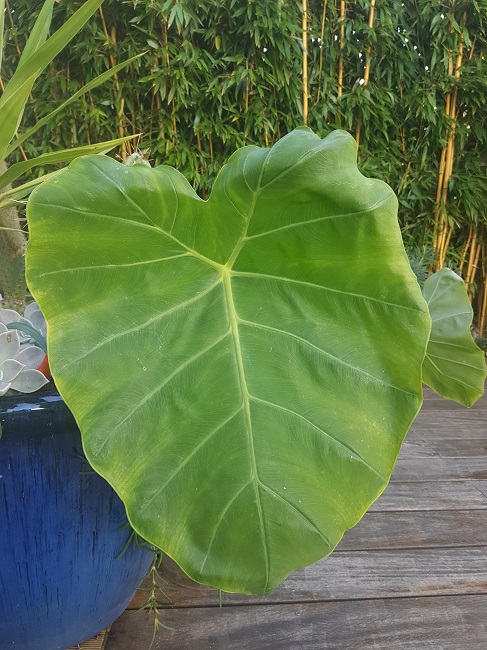 Colocasia gigantea thailande Giant sept 2017.jpg