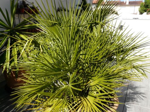 Chamaerops Humilis (2)fous.jpg