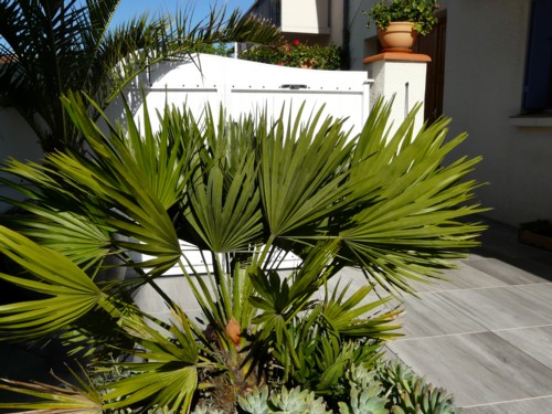 chamaerops humilis vulcano 2 fous.jpg