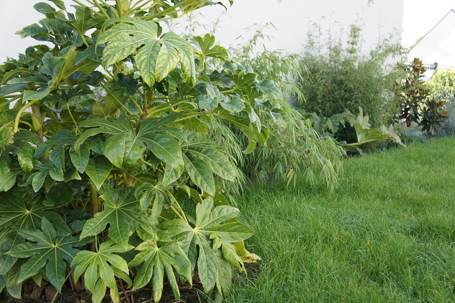 Fatsia_fargesia_gunnera