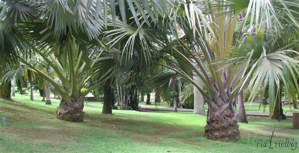 Corypha umbraculifera et utan.jpg