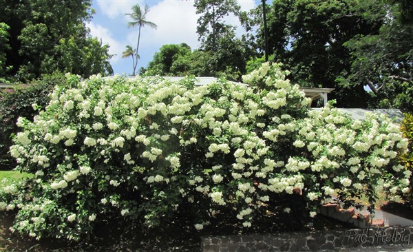 Des Mussaenda philippica.jpg